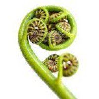 Fiddlehead Ventures